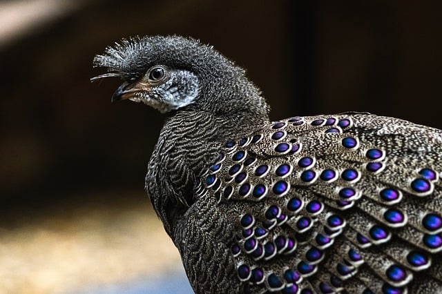 Free download bird ornithology peacock species free picture to be edited with GIMP free online image editor