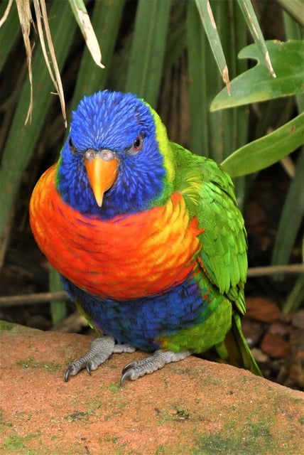 Free download bird ornithology rainbow lorikeet free picture to be edited with GIMP free online image editor