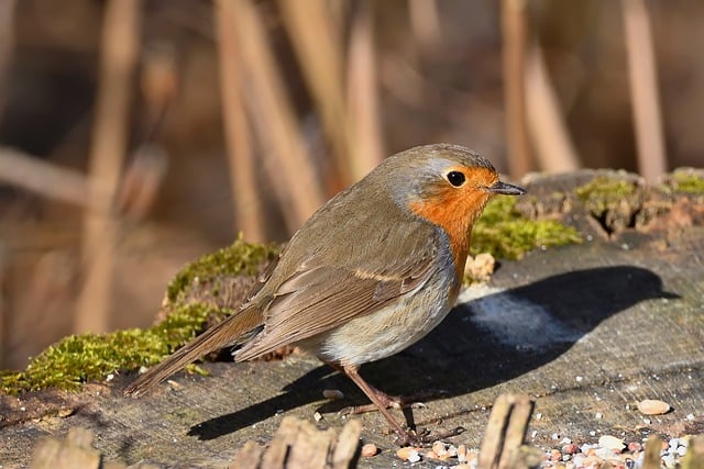 Unduh gratis gambar burung ornitologi robin songbird gratis untuk diedit dengan editor gambar online gratis GIMP