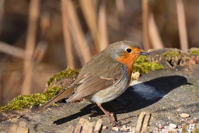 Free download bird ornithology robin songbird free picture to be edited with GIMP free online image editor