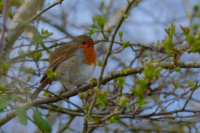 Free download bird ornithology robin species free picture to be edited with GIMP free online image editor