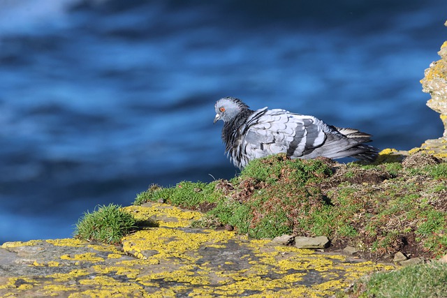 Free download bird ornithology rock dove pigeon free picture to be edited with GIMP free online image editor