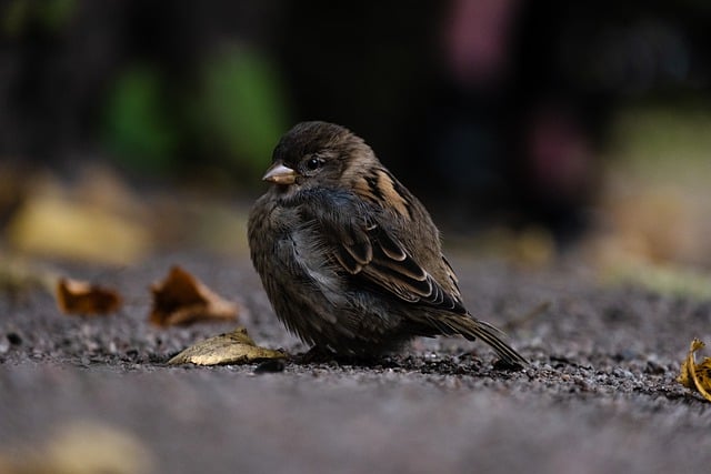 Free download bird ornithology small animal free picture to be edited with GIMP free online image editor