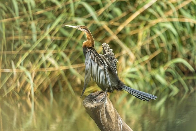 Free download bird ornithology snake bird perched free picture to be edited with GIMP free online image editor