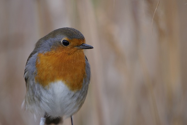 Free download bird ornithology songbird species free picture to be edited with GIMP free online image editor