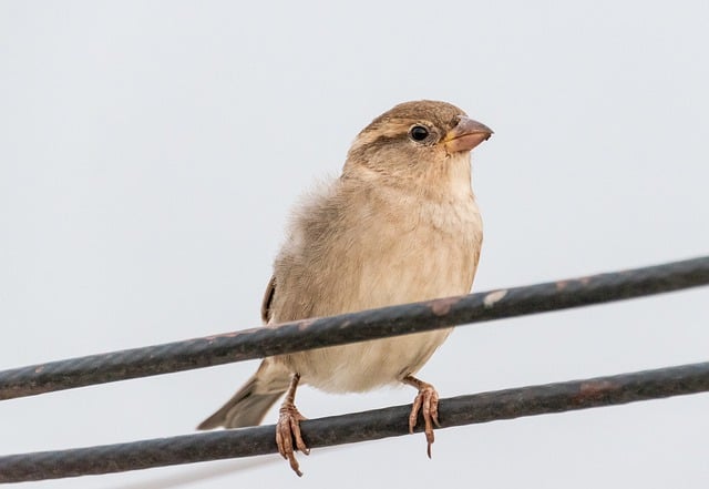 Скачать бесплатно птица орнитология воробей певчая птица бесплатное изображение для редактирования с помощью бесплатного онлайн-редактора изображений GIMP