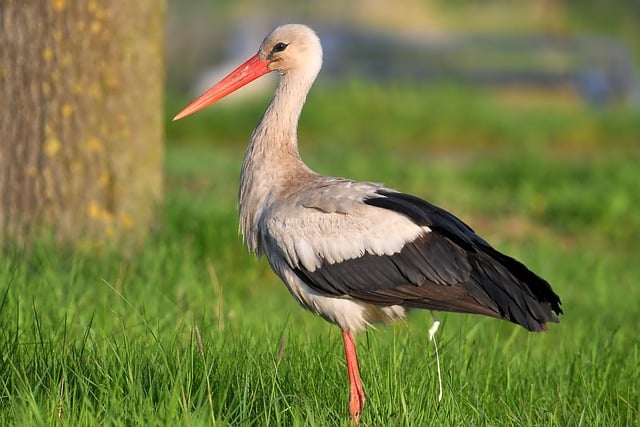 Free download bird ornithology stork species free picture to be edited with GIMP free online image editor