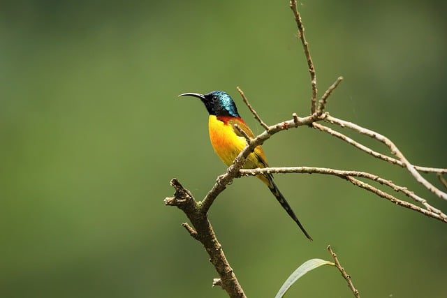 Free download bird ornithology sunbird free picture to be edited with GIMP free online image editor