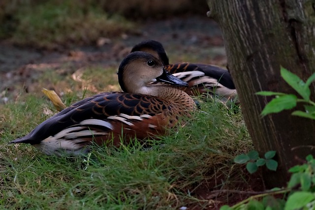 Free download bird ornithology sunda teal duck free picture to be edited with GIMP free online image editor