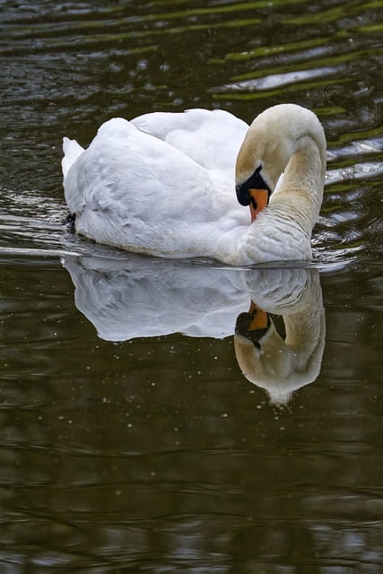 Free download bird ornithology swan feathers free picture to be edited with GIMP free online image editor