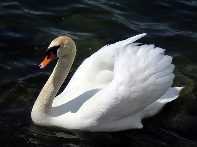 Free download bird ornithology swan mute swan free picture to be edited with GIMP free online image editor