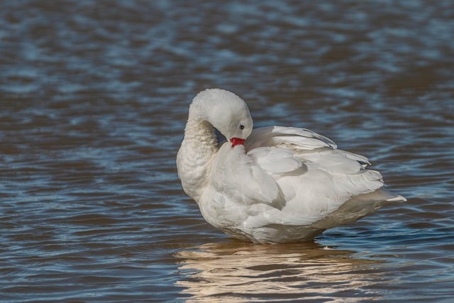 Free download bird ornithology swan species free picture to be edited with GIMP free online image editor