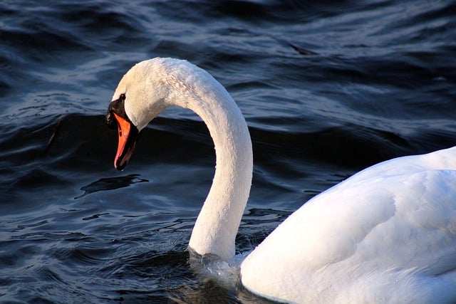 Kostenloser Download von Vögeln, Ornithologie, Schwan, Wasservogel, kostenloses Bild zur Bearbeitung mit dem kostenlosen Online-Bildeditor GIMP