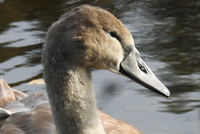 Baixe gratuitamente a imagem gratuita do cisne de ornitologia de pássaros, jovem cisne, para ser editada com o editor de imagens on-line gratuito do GIMP