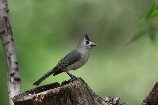 Free download bird ornithology tufted titmouse free picture to be edited with GIMP free online image editor