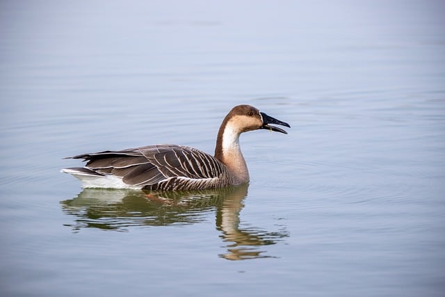 Free download bird ornithology waterfowl free picture to be edited with GIMP free online image editor