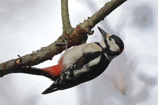 Free download bird ornithology woodpecker species free picture to be edited with GIMP free online image editor