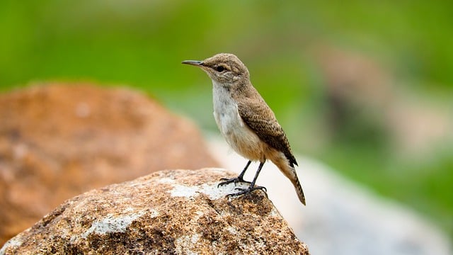 Free download bird ornithology wren rock wren free picture to be edited with GIMP free online image editor