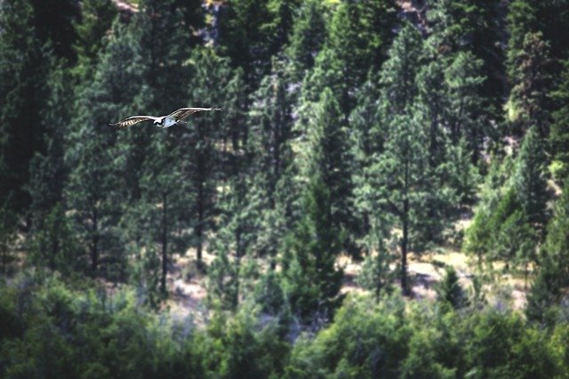 Free download bird osprey raptor prey nature free picture to be edited with GIMP free online image editor