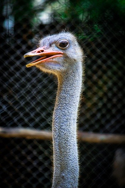 Unduh gratis Bird Ostrich Animals - foto atau gambar gratis untuk diedit dengan editor gambar online GIMP