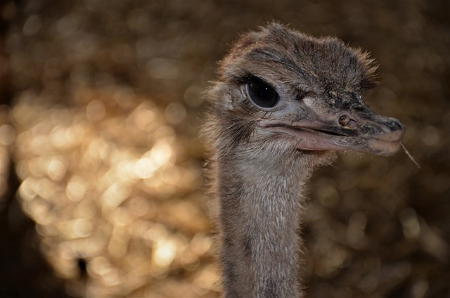 Free download bird ostrich eyes ornithology free picture to be edited with GIMP free online image editor