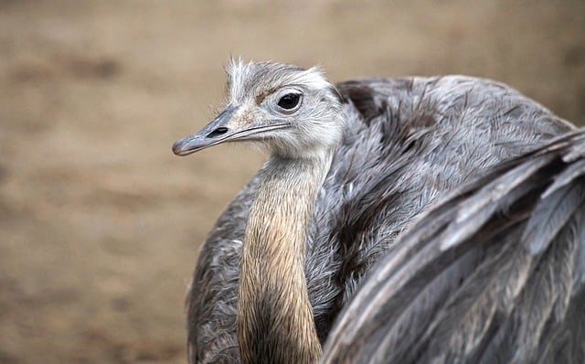 Free download bird ostrich nandu ratite animal free picture to be edited with GIMP free online image editor