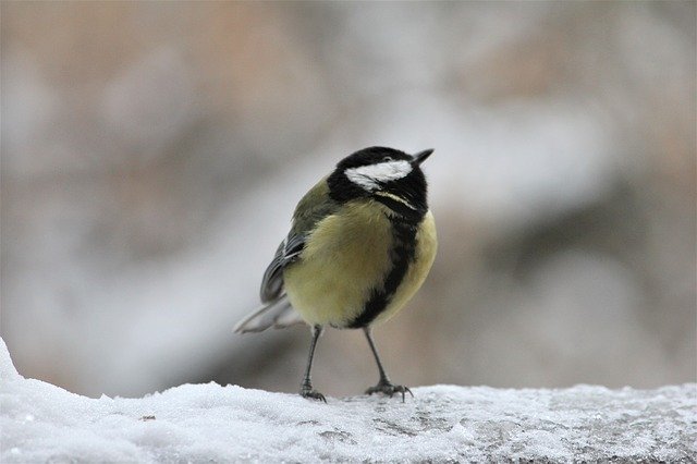 הורדה חינם Bird Outdoor Nature - תמונה או תמונה בחינם לעריכה עם עורך התמונות המקוון GIMP