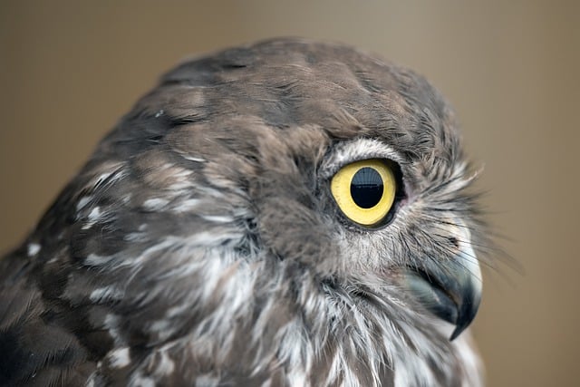 Free download bird owl barking owl winking owl free picture to be edited with GIMP free online image editor