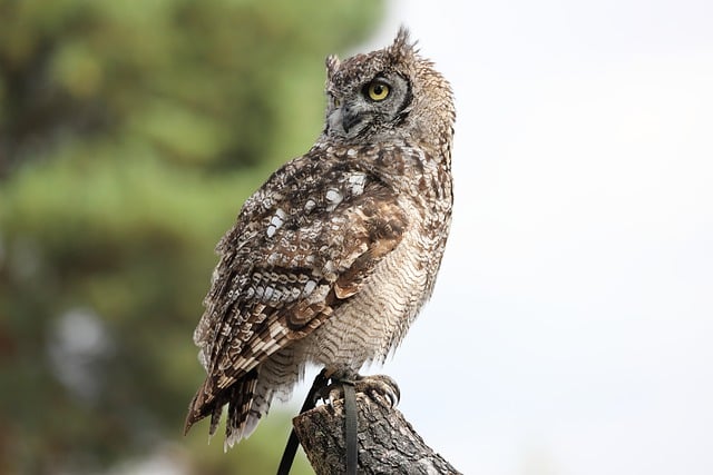 Free download bird owl bird of prey wisdom free picture to be edited with GIMP free online image editor