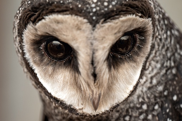 ດາວ​ໂຫຼດ​ຟຣີ bird owl ຫນ້ອຍ sooty owl ຮູບ​ພາບ​ຟຣີ​ທີ່​ຈະ​ໄດ້​ຮັບ​ການ​ແກ້​ໄຂ​ກັບ GIMP ບັນນາທິການ​ຮູບ​ພາບ​ອອນ​ໄລ​ນ​໌​ຟຣີ