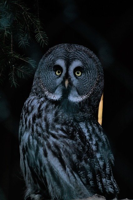 Free download Bird Owl Nocturnal -  free photo or picture to be edited with GIMP online image editor