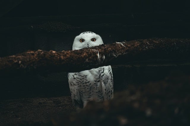 ດາວ​ໂຫຼດ​ຟຣີ​ຮູບ​ພາບ​ນົກ owl ornithology ສັດປ່າ​ຟຣີ​ທີ່​ຈະ​ໄດ້​ຮັບ​ການ​ແກ້​ໄຂ​ທີ່​ມີ GIMP ບັນນາທິການ​ຮູບ​ພາບ​ອອນ​ໄລ​ນ​໌​ຟຣີ
