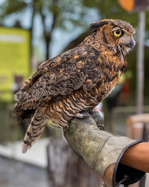 Free download bird owl ornithology zoo species free picture to be edited with GIMP free online image editor