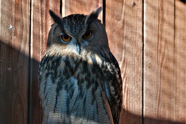 Téléchargement gratuit Oiseau Hibou Plumage Animal - photo ou image gratuite à modifier avec l'éditeur d'images en ligne GIMP