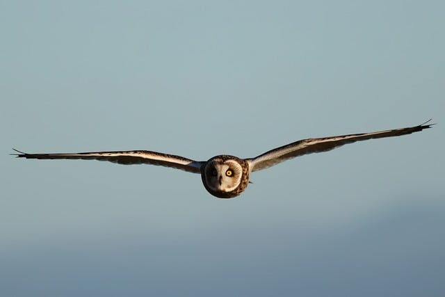 Free download bird owl short eared owl seo free picture to be edited with GIMP free online image editor