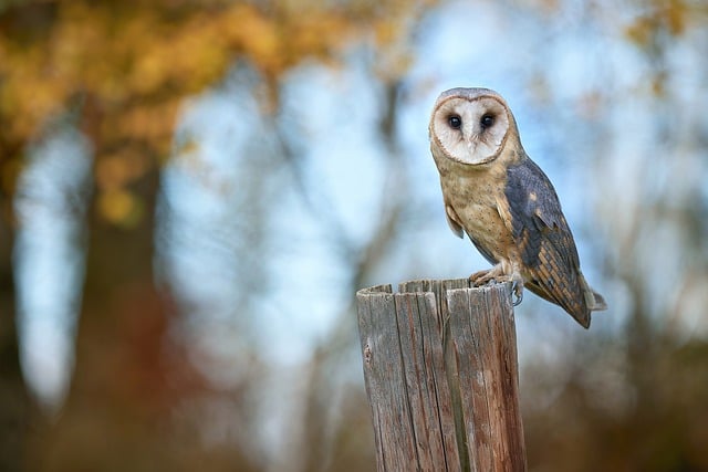 Free download bird owl trunk feathers beak fall free picture to be edited with GIMP free online image editor
