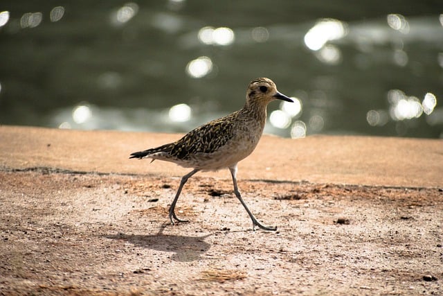 Scarica gratuitamente l'immagine gratuita della fauna selvatica del piviere dorato del Pacifico da modificare con l'editor di immagini online gratuito GIMP