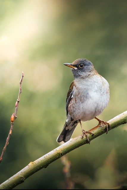 Free download bird pale thrush turdus pallidus free picture to be edited with GIMP free online image editor