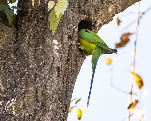 Free download bird parakeet parrot budgie free picture to be edited with GIMP free online image editor