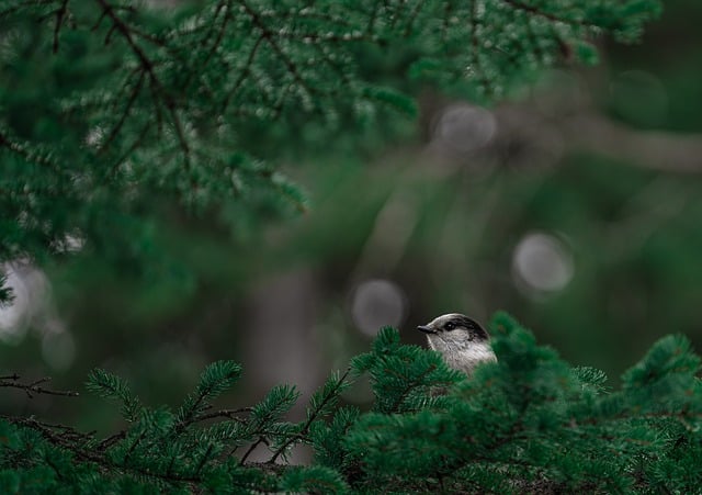 Free download bird park green forest wildlife free picture to be edited with GIMP free online image editor