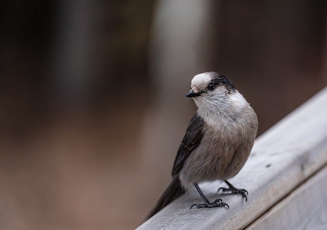 Free download bird park nature forest wildlife free picture to be edited with GIMP free online image editor