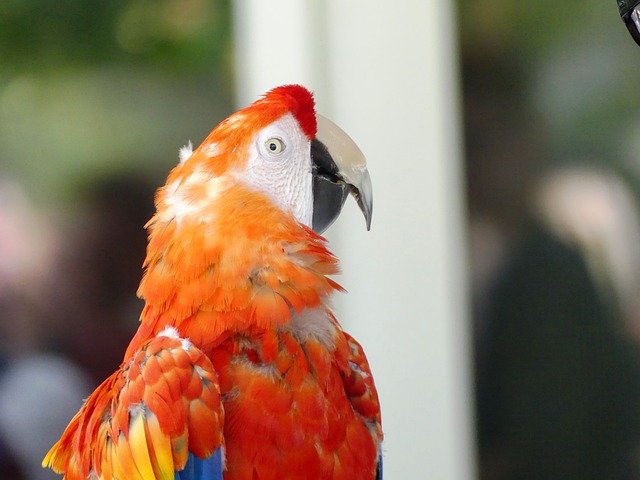 Free download Bird Parrot -  free photo or picture to be edited with GIMP online image editor