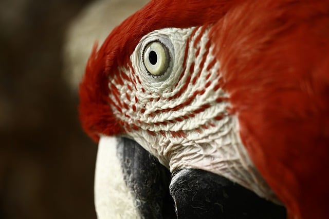Безкоштовно завантажте зображення птаха папуги дзьоба крупним планом літаючого для редагування за допомогою безкоштовного онлайн-редактора зображень GIMP