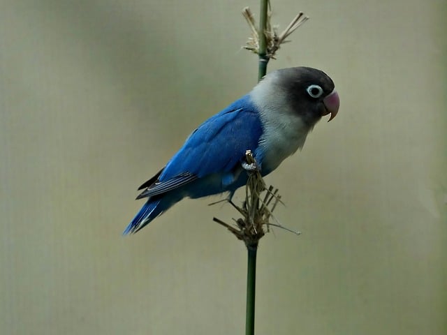 Free download bird parrot blue bird small bird free picture to be edited with GIMP free online image editor