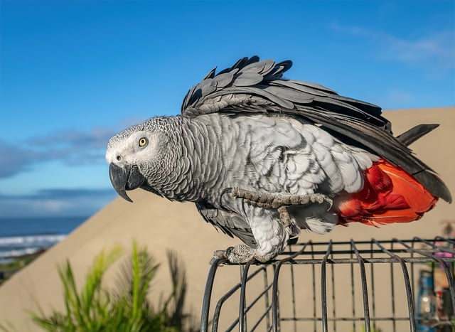 Free download bird parrot congo african grey tame free picture to be edited with GIMP free online image editor
