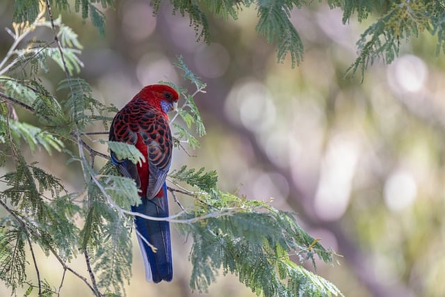 Free download bird parrot crimson rosella animal free picture to be edited with GIMP free online image editor
