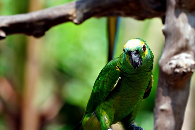 Free download bird parrot green wildlife animal free picture to be edited with GIMP free online image editor