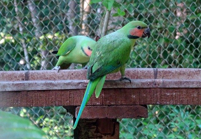 Free download Bird Parrot Long-Tailed Parakeet -  free photo or picture to be edited with GIMP online image editor