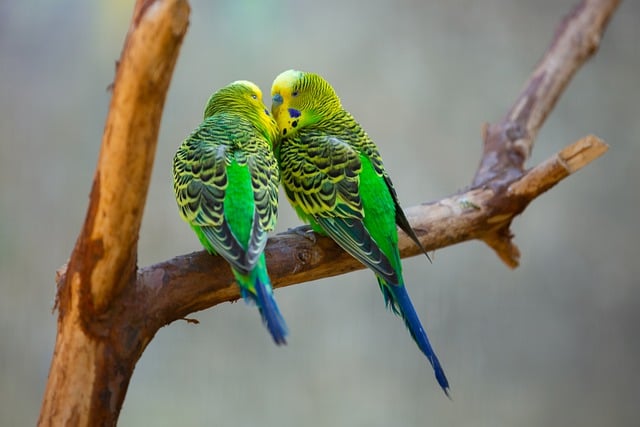 Descarga gratuita de imagen de pareja de amantes de los loros y pájaros para editar con el editor de imágenes en línea gratuito GIMP