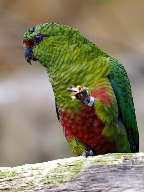 Free download bird parrot ornithology animal free picture to be edited with GIMP free online image editor